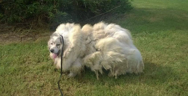 Со спасенной собаки состригли 16 кг шерсти 