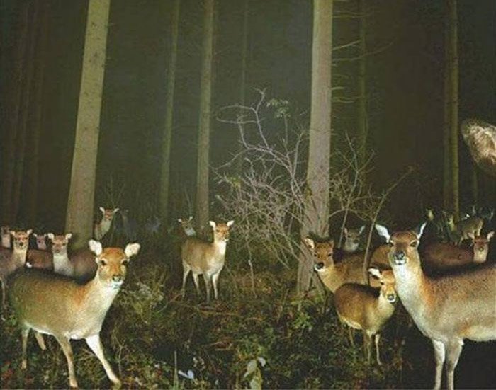 Странные фотографии животных