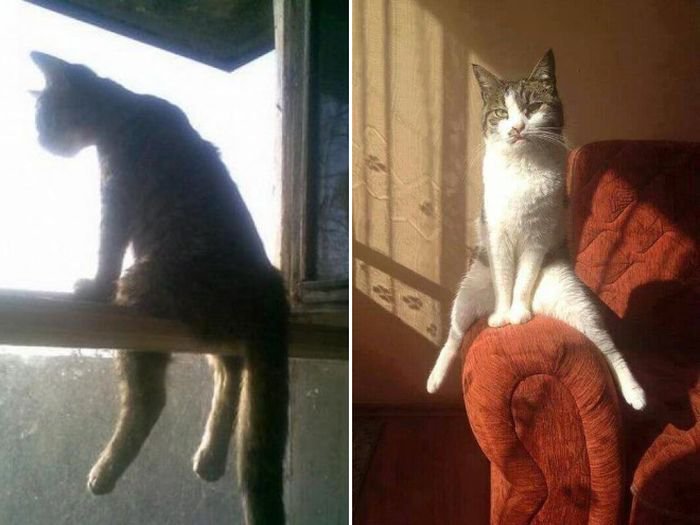 Коты, которые сидят не так, как положено 