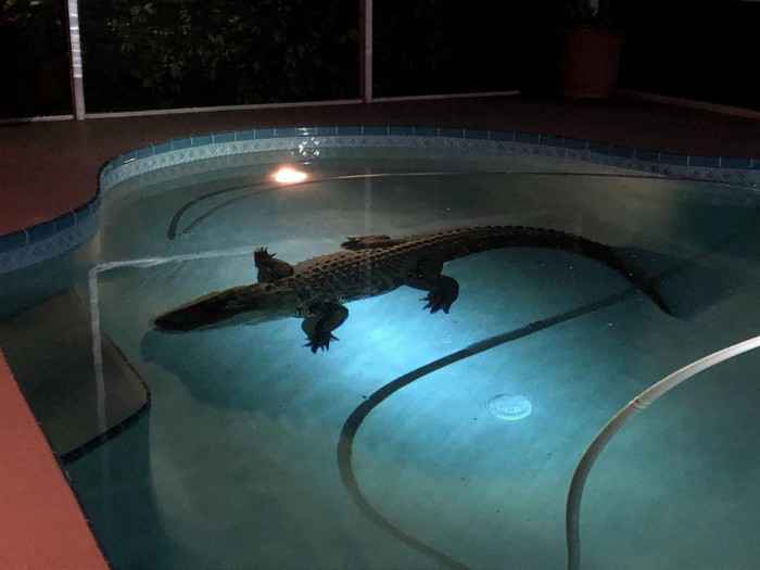 Во Флориде объявлена повышенная опасность нашествия аллигаторов