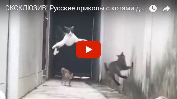 Паркур котов - Русские приколы с котами под музыку