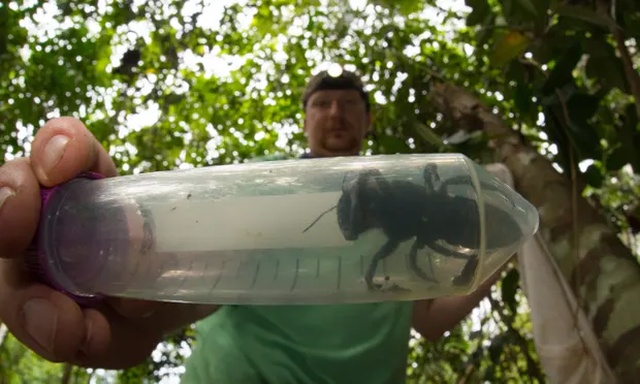Найдена огромная пчела Уоллеса. Вид этих насекомых считался вымершим