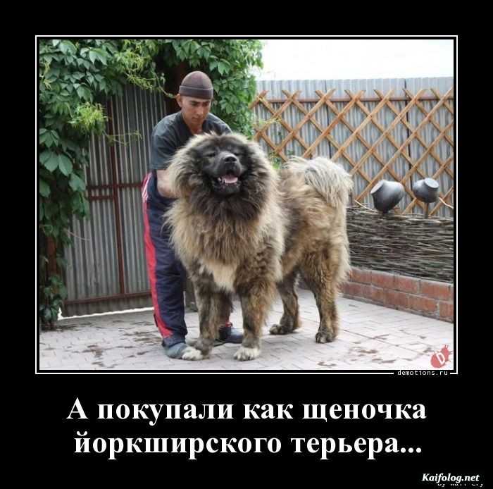 демотиватор