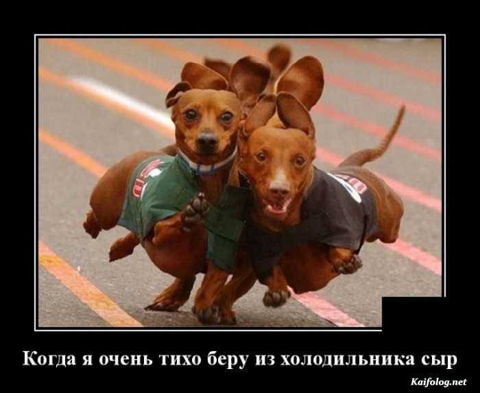 демотиватор