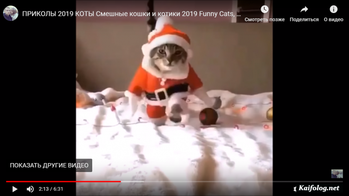 ПРИКОЛЫ 2019 КОТЫ Смешные кошки и котики 2019 Funny Cats, Приколы с котами