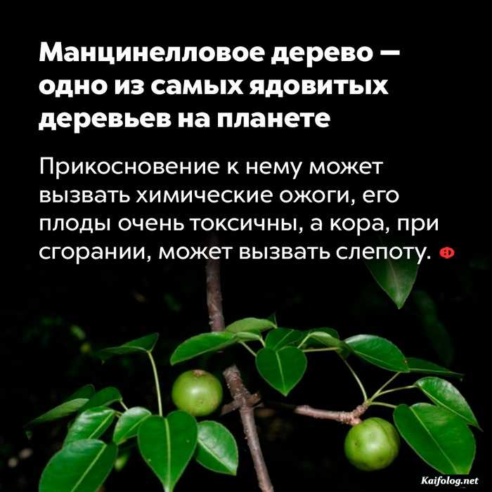 Интересные факты обо всем (очередная подборка)