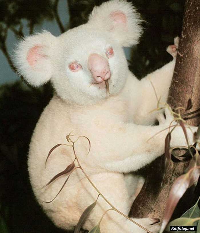 коала альбинос
