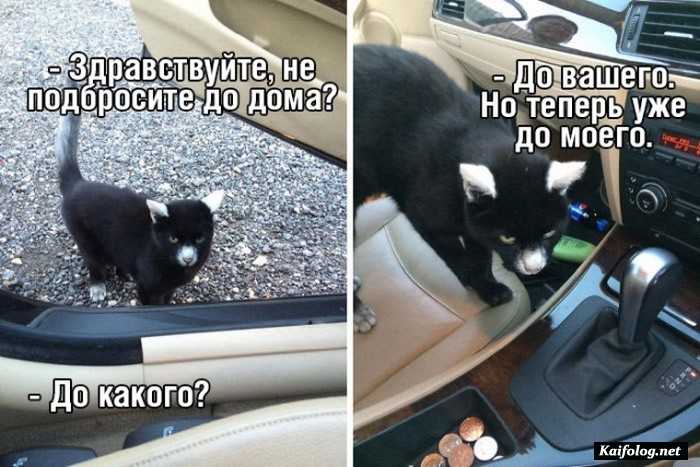 Прикольные картинки