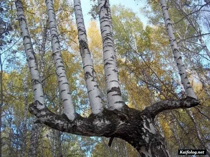 Не ожидали такое увидеть?)