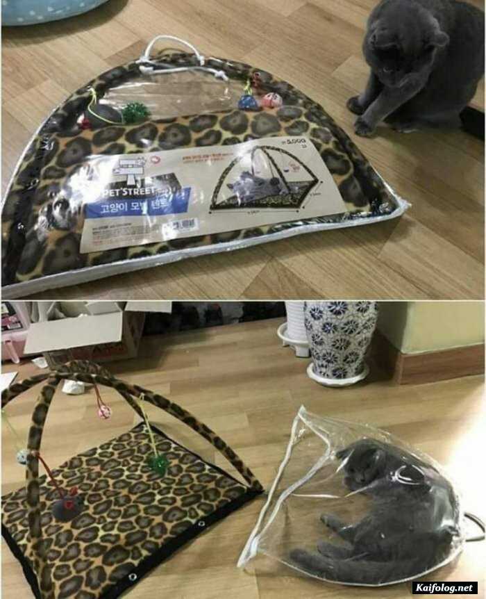 фотоприкол