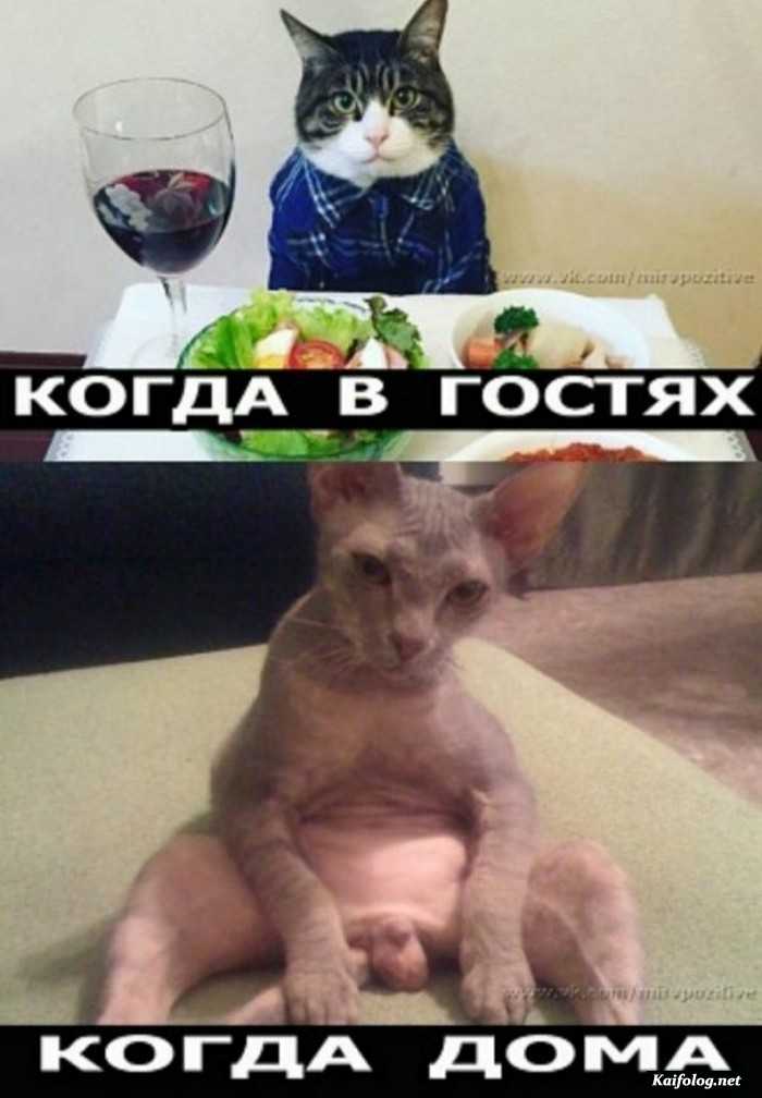 фотоприкол