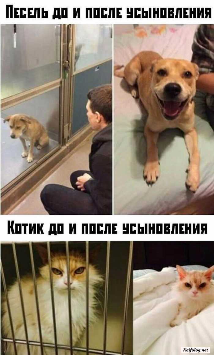 фотоприкол