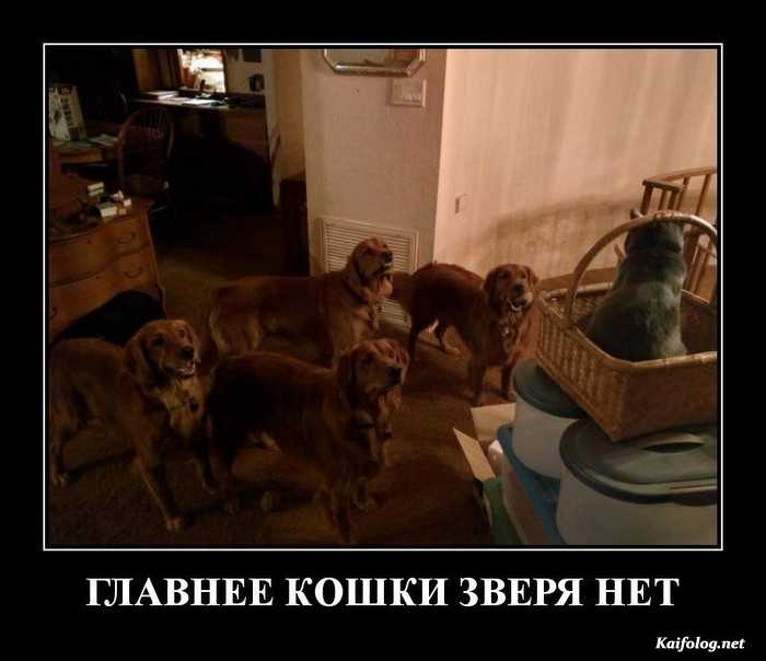 прикольный демотиватор