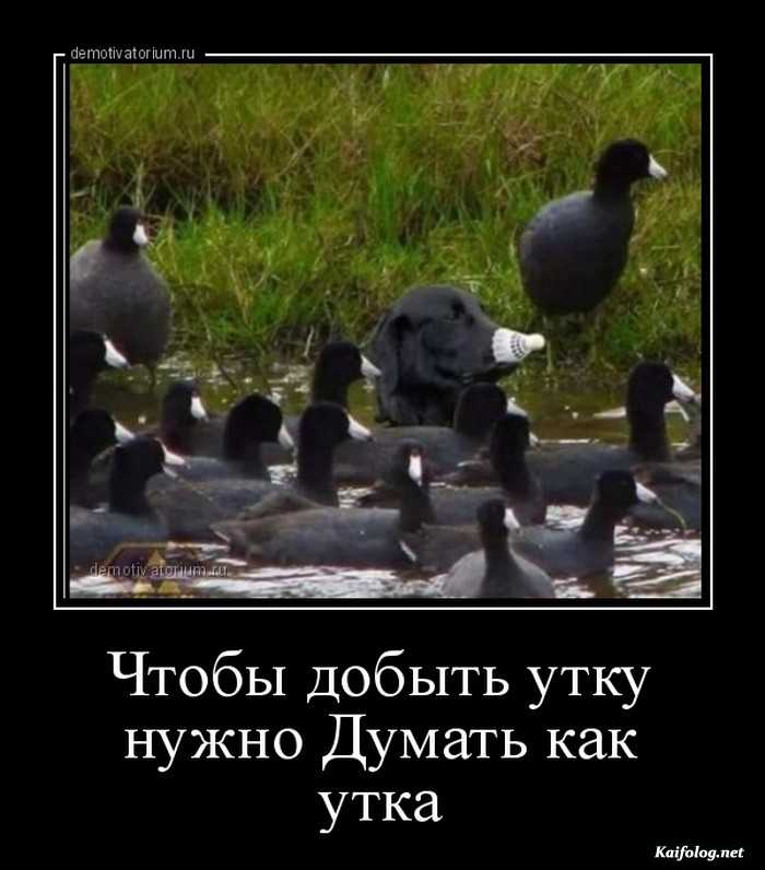 прикольный демотиватор