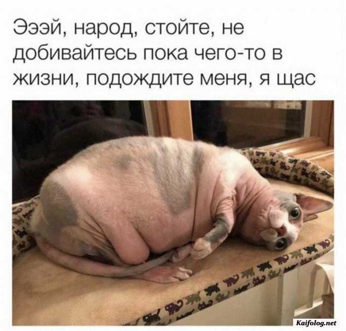 смешное фото