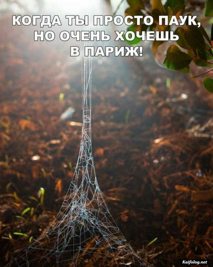 смешное фото