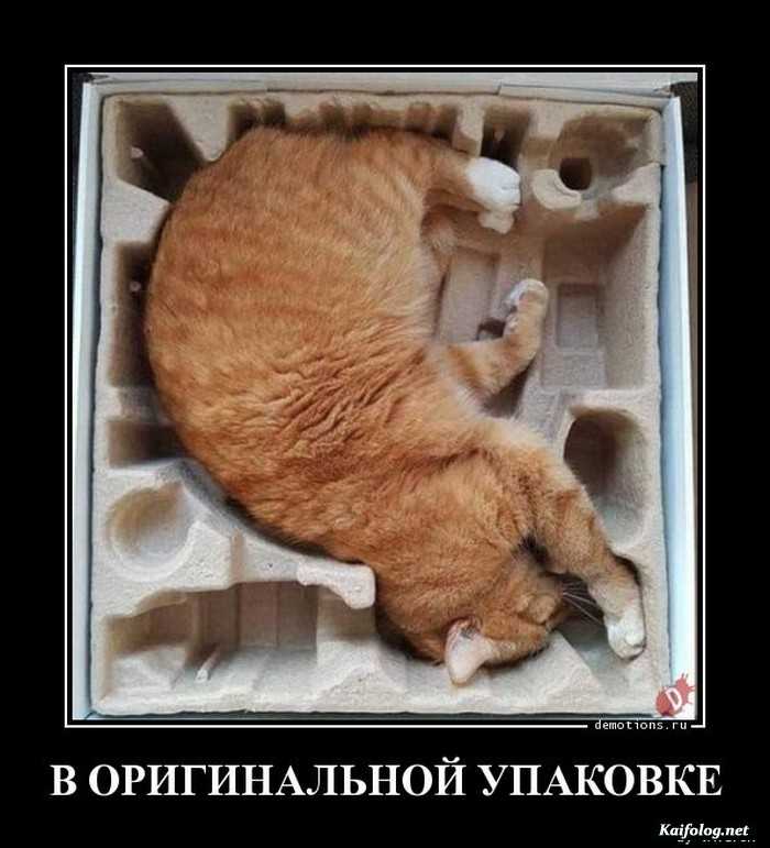 демотиватор