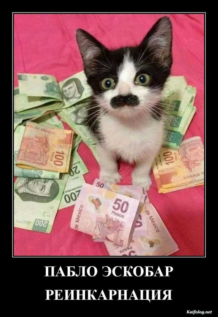 демотиватор