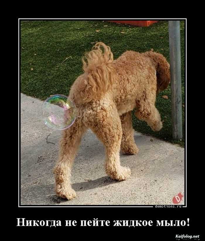 демотиватор
