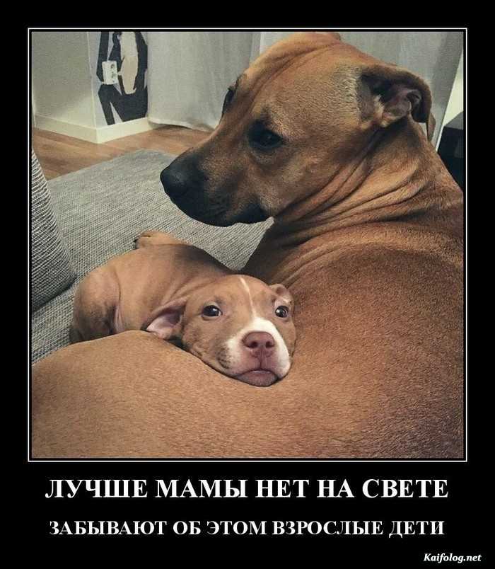 демотиватор