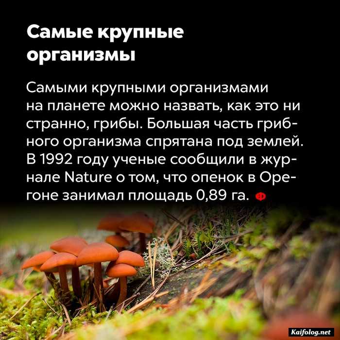 факт картинка