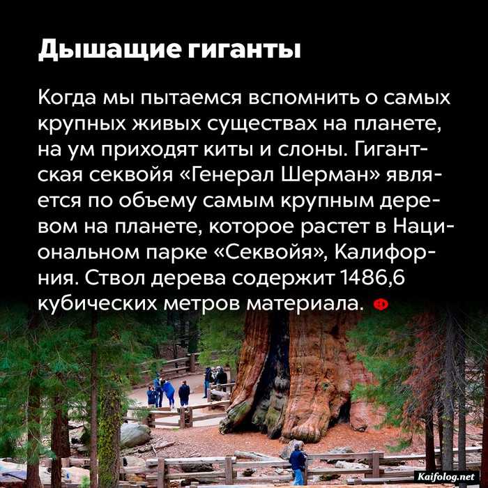 факт картинка