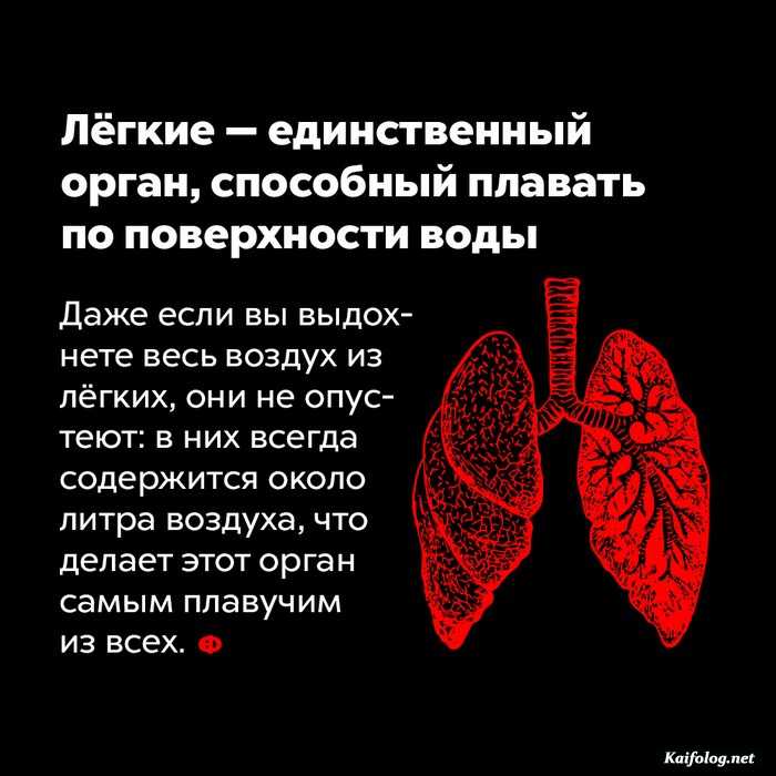 занимательный факт