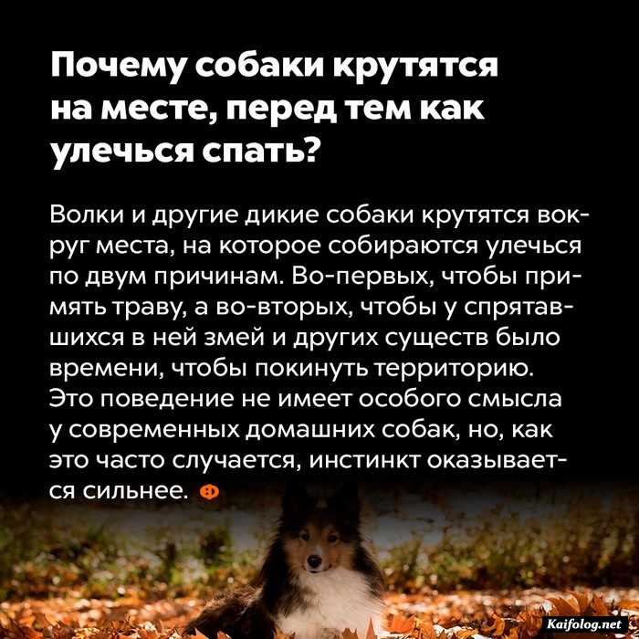 занимательный факт