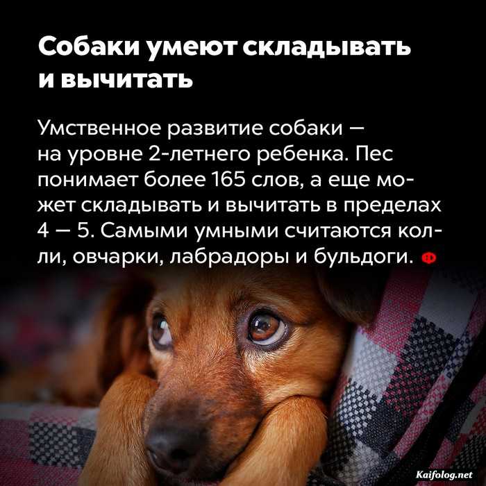 занимательный факт