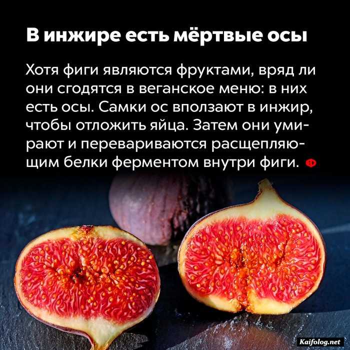 факт интересно картинка