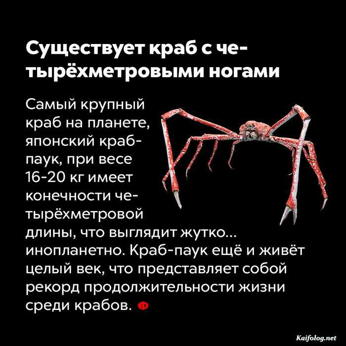 факт интересно картинка