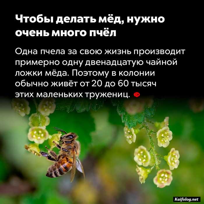 факт интересный