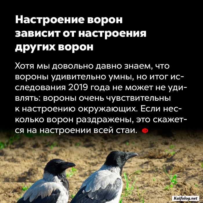 факт интересный