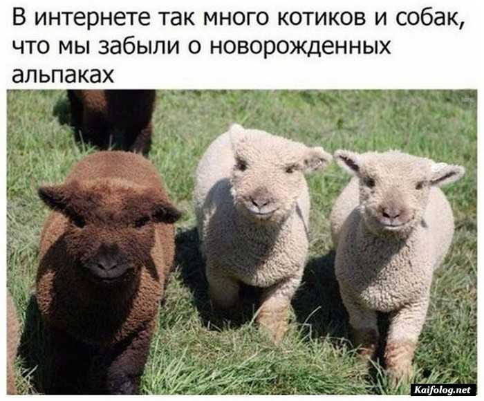 фото прикол