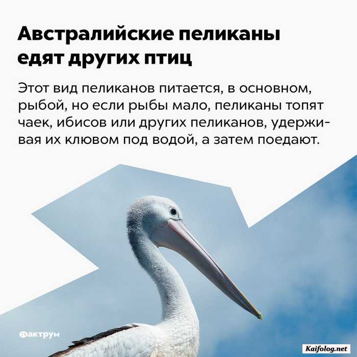 занимательный факт