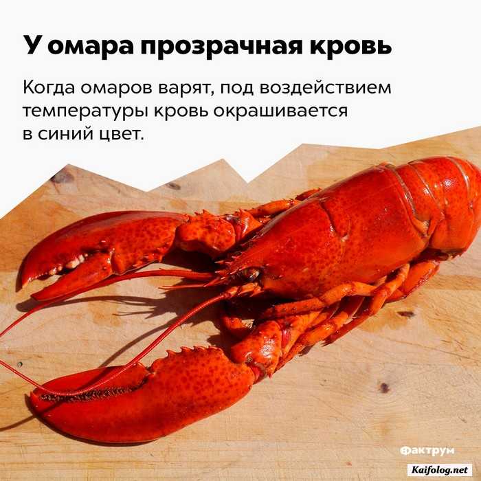 занимательный факт