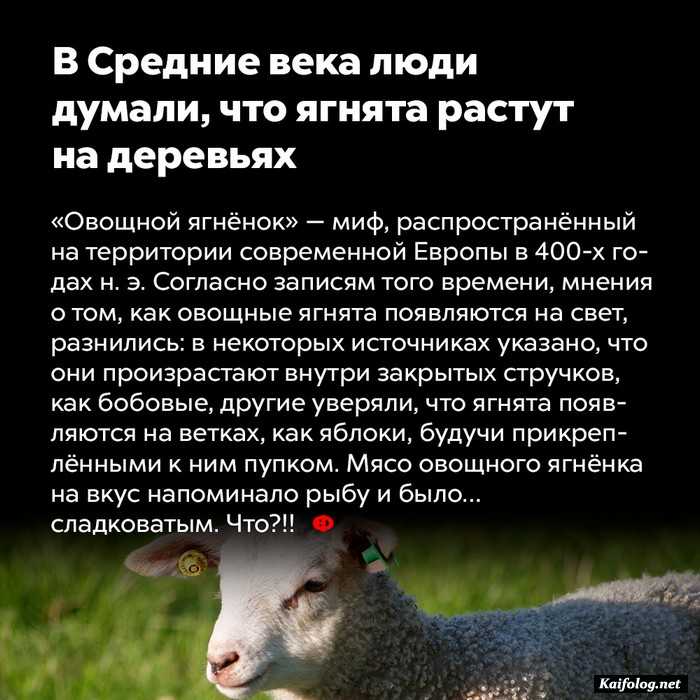 занимательный факт