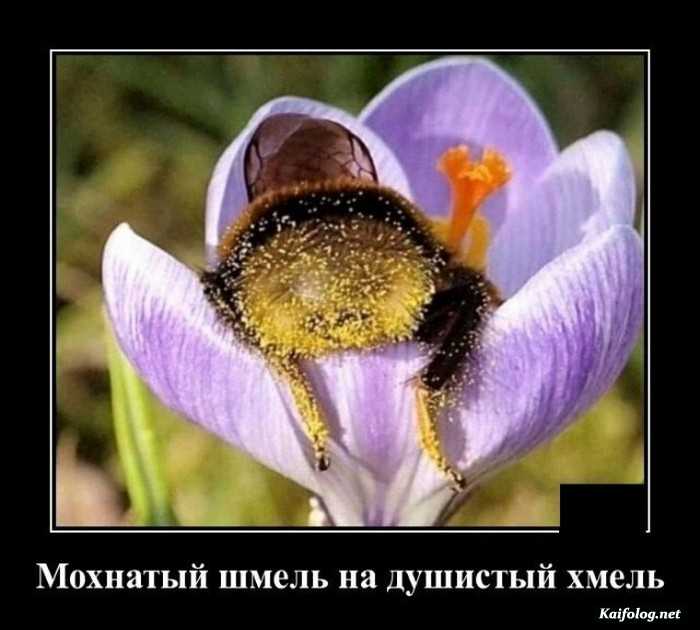 прикол демотиватор
