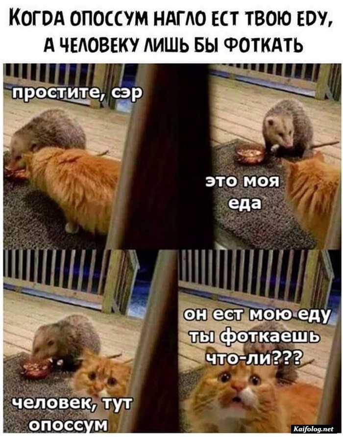 фото прикол