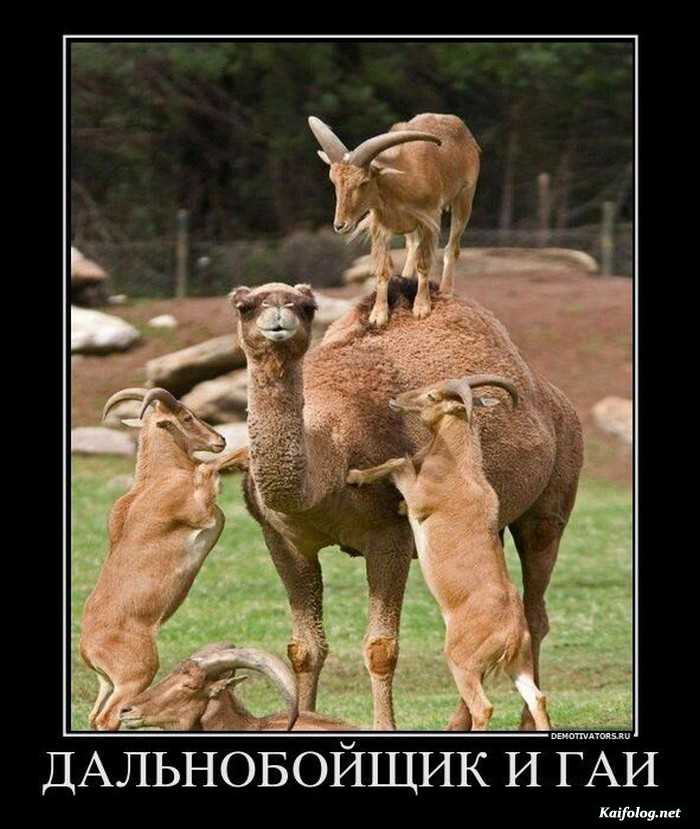демотиватор смешно