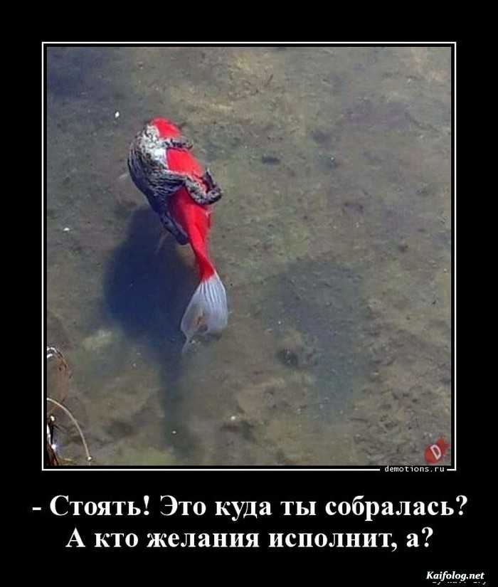 демотиватор картинка