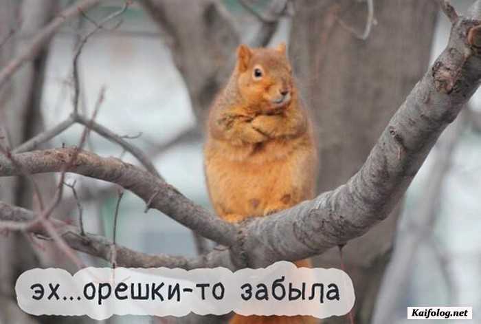 фото с приколом