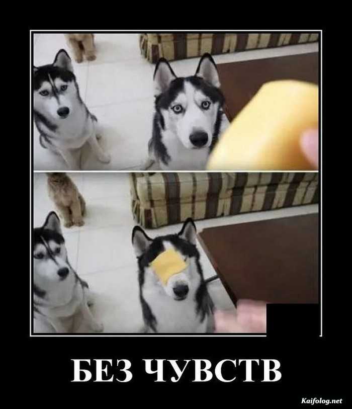 картинка с надписью демотиватор