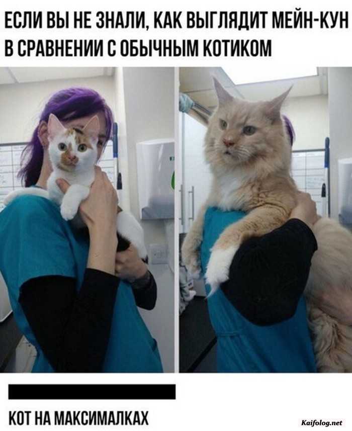 фото прикол