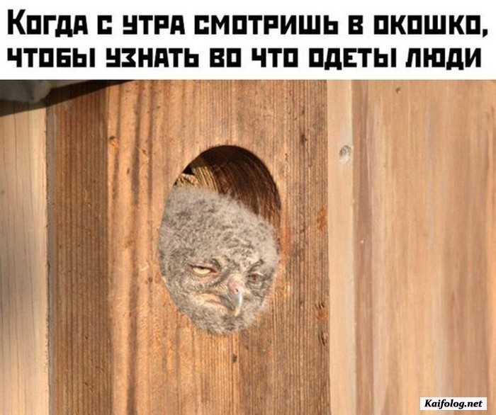 фото прикол