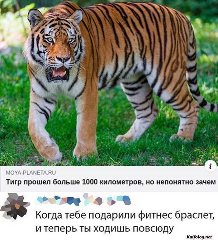прикольная картинка