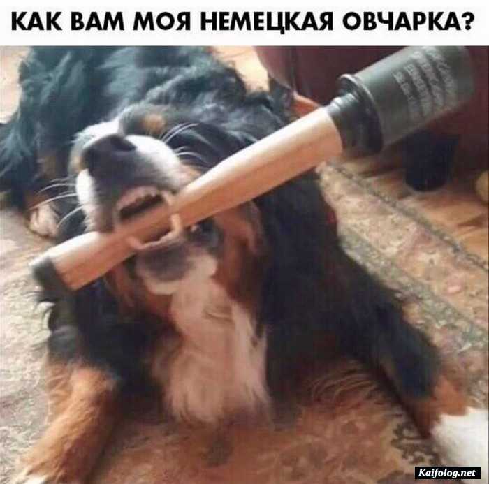 фотоприкол