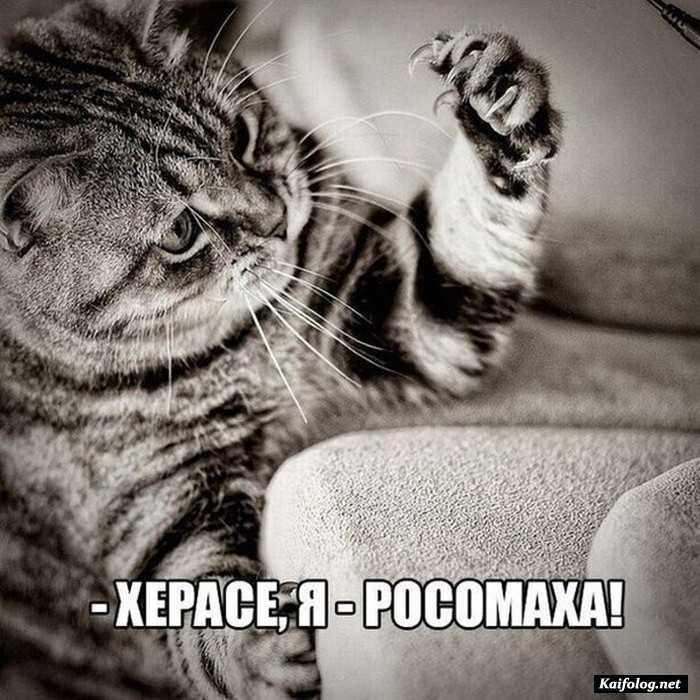 фотоприкол