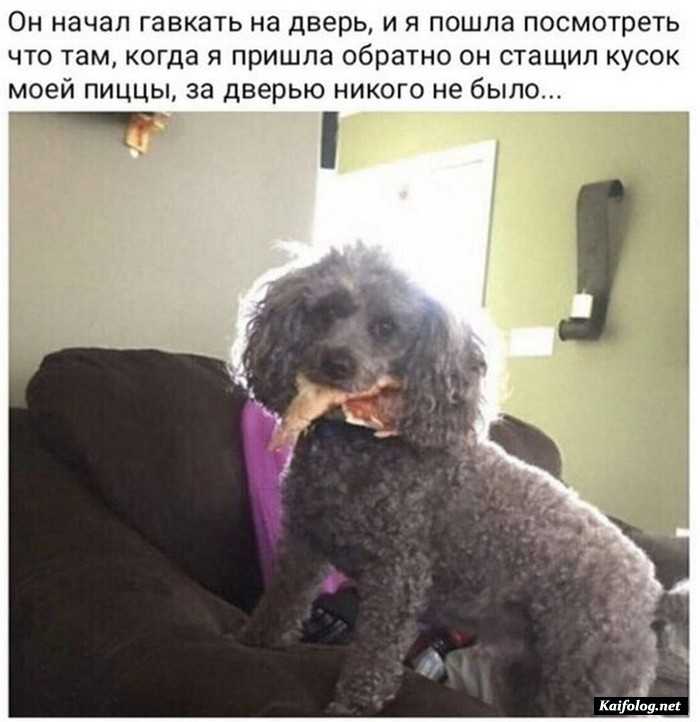 фотоприкол