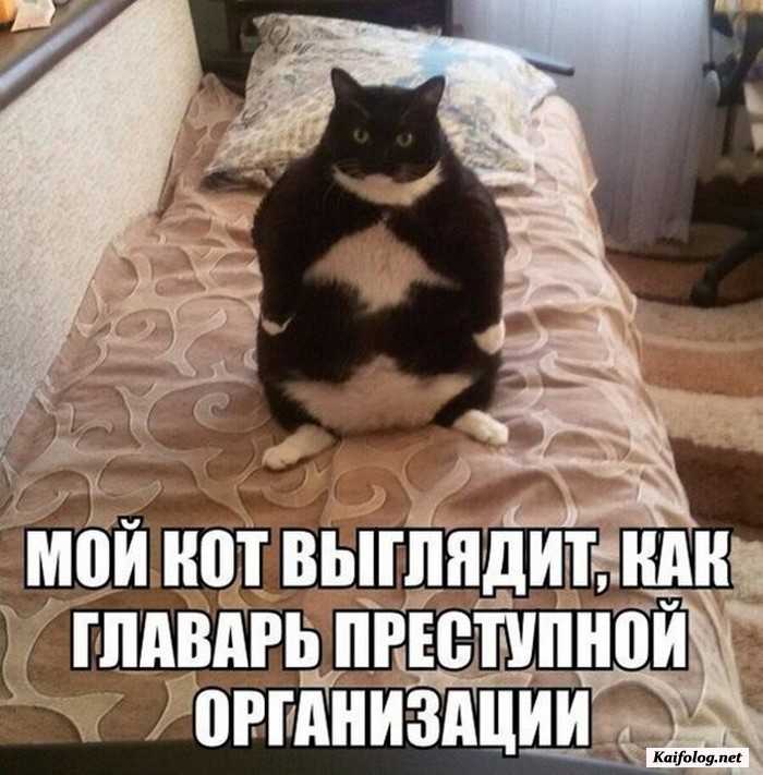 фото прикол